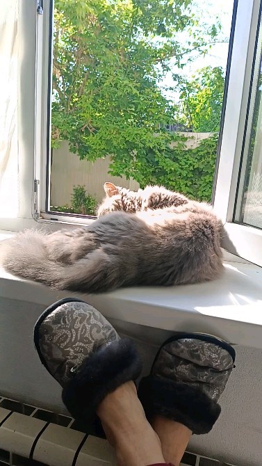santosha_geksik в LOOKY. #безкотаижизньнета,#котикитакиекотики,#котизм,#сантоша. Чилим с Саньком

#бе...