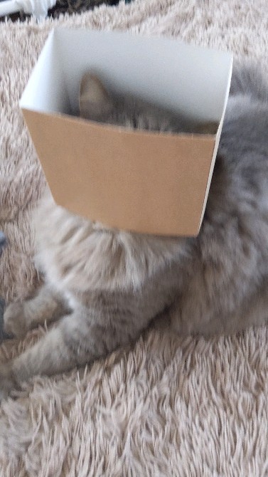 santosha_geksik в LOOKY. #котикитакиекотики,#котизм,#безкотаижизньнета. Это не я,это кот-то ...