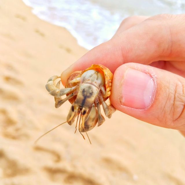 sachinserzh в LOOKY. #srilanka,#unawatuna,#dalawellabeach,#canser. Этот Ланкийский отше...