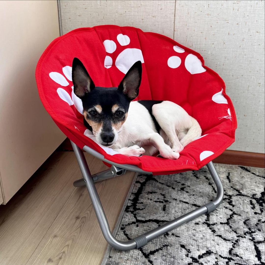 marcel_and_leo в LOOKY — Марсик отдыхает😎🐶 

На самом деле кресло заценили оба соба