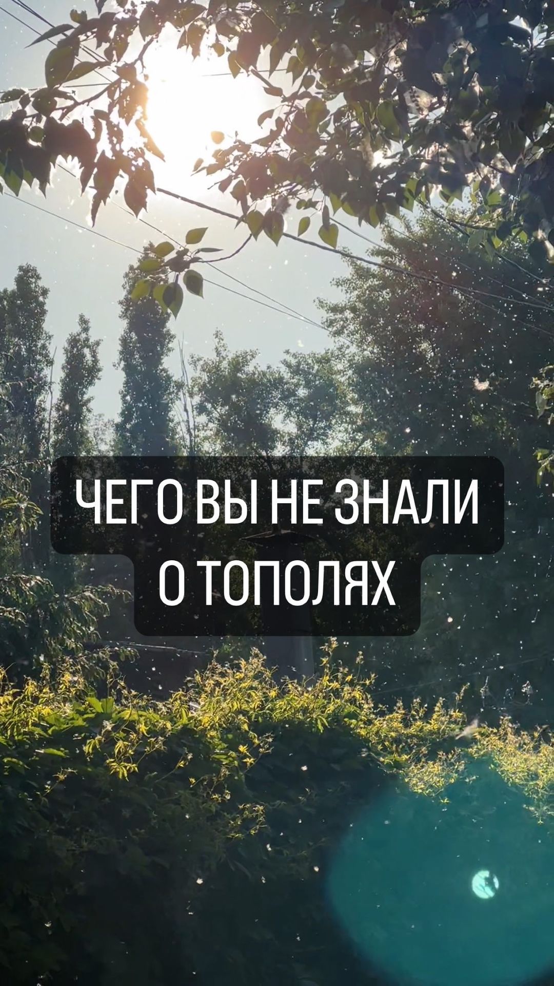 gelya_brain в LOOKY. . Тополиный пух сам по...