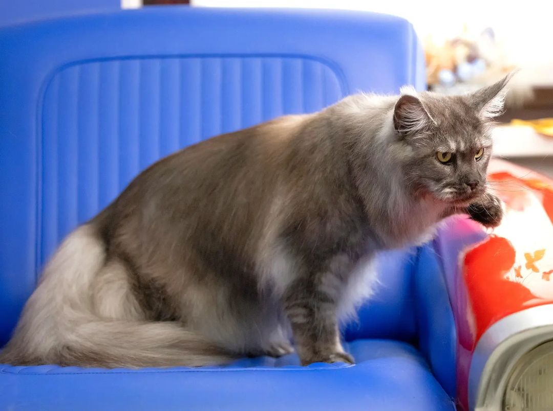 mycatgrooming in LOOKY. #кошачийгрумер,#грумингкошек,#грумингкошекмосква,#грумеркошекмосква,#грумерходякова,#МоёКошачьеДело,#шоугрумингкошек,#обучениегрумингукошек,#мейнкун,#курильскийбобтейл,#cats,#catgroomer,#catgrooming,#mycatgrooming,#mainecoongrooming,#catshowgrooming. 16 мая я провела сво...