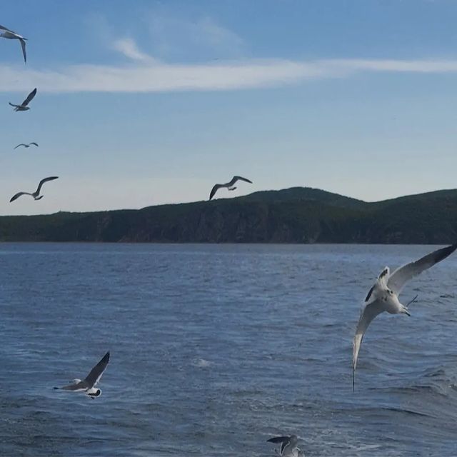 boat_n_rest в LOOKY. . Отчаяные чайки за ка...