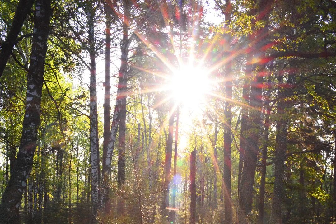 whitcher_v в LOOKY — #весна #солнце #природа #лес #spring #nature #sun #sunlight 