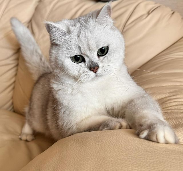 evgenya_dud в LOOKY. #серебристаяшиншилла,#котикобормотик. #серебристаяшиншилла...