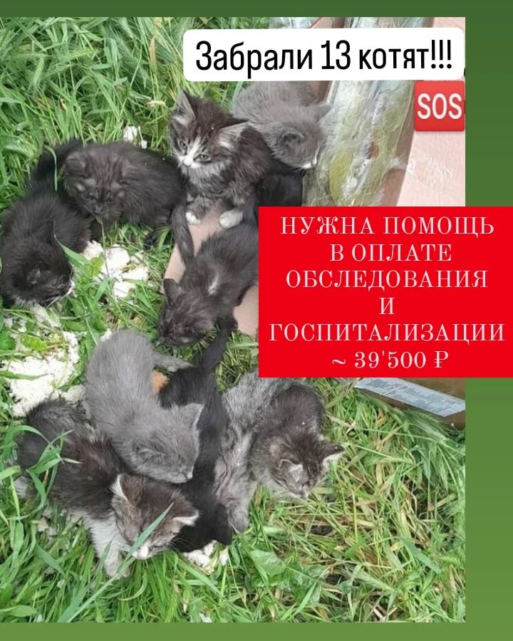 СЧАСТЬЕ  вдобрыеруки в LOOKY — ПРОСТО КОШМАР 😱

Это ведь коробочники их заскотчевали и выб