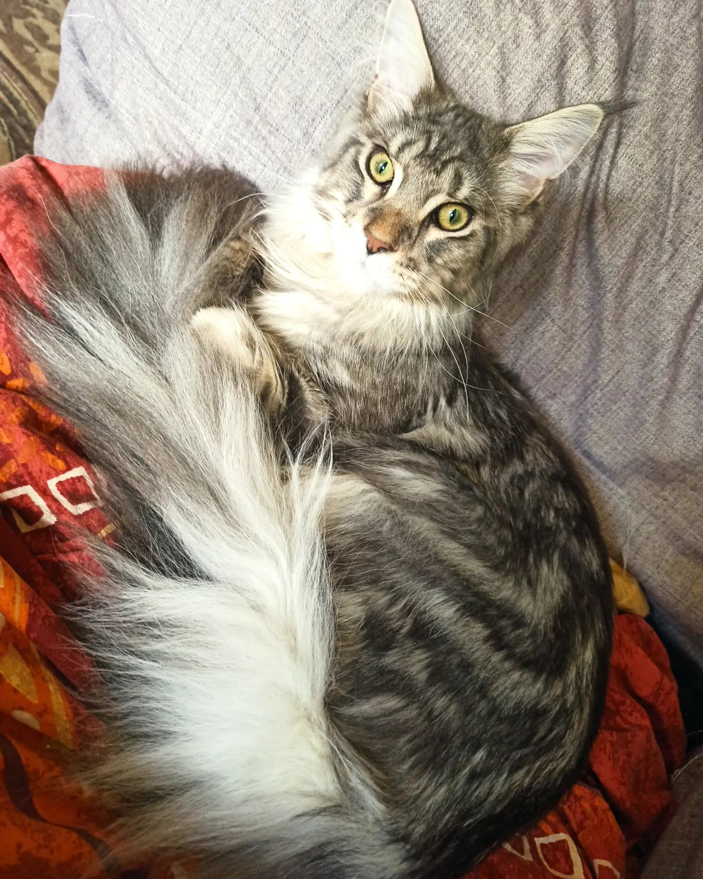 abyrvalg_38 в LOOKY. #cat,#maincoon,#cats,#buffy,#mycat,#animal,#catlover. #cat #maincoon #cats...