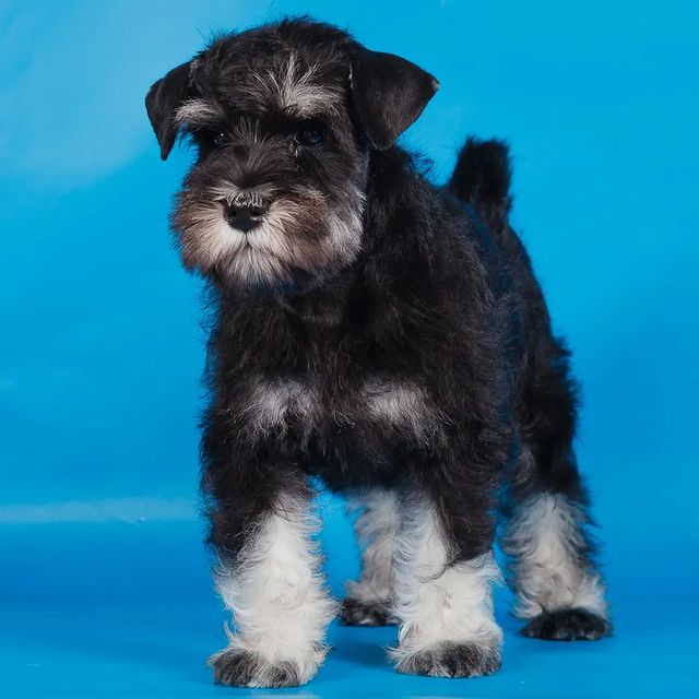 skillwaykennel в LOOKY. #щенкицверга,#щенкицвергшнауцера,#щенкицвергшнауцерачерныйссеребром,#цвергшнауцерырулят,#цвергшнауцерылучшиесобаки,#цвергшнауцер,#цвергичерныйссеребром,#skillwaykennel. Skillway Balerina бу...