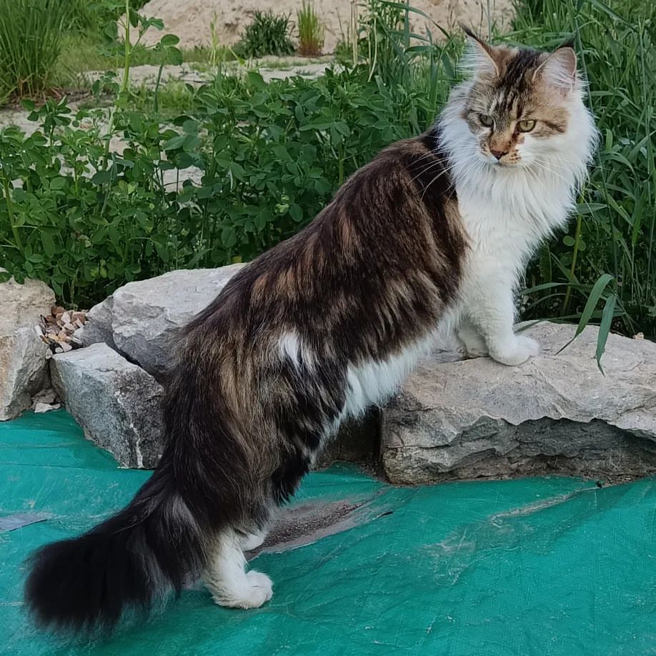 Привет, ребята❤ Офелия изучает пруд🥰🥰🥰 #люблюнемогу #maine_coon_banda #mainecoon_banda #мейнкунылучшие #ласковыегиганты #мейнкунырулят #мейнкуномания #большиекошки #куновмногонебывает #лучшекунатолькодва