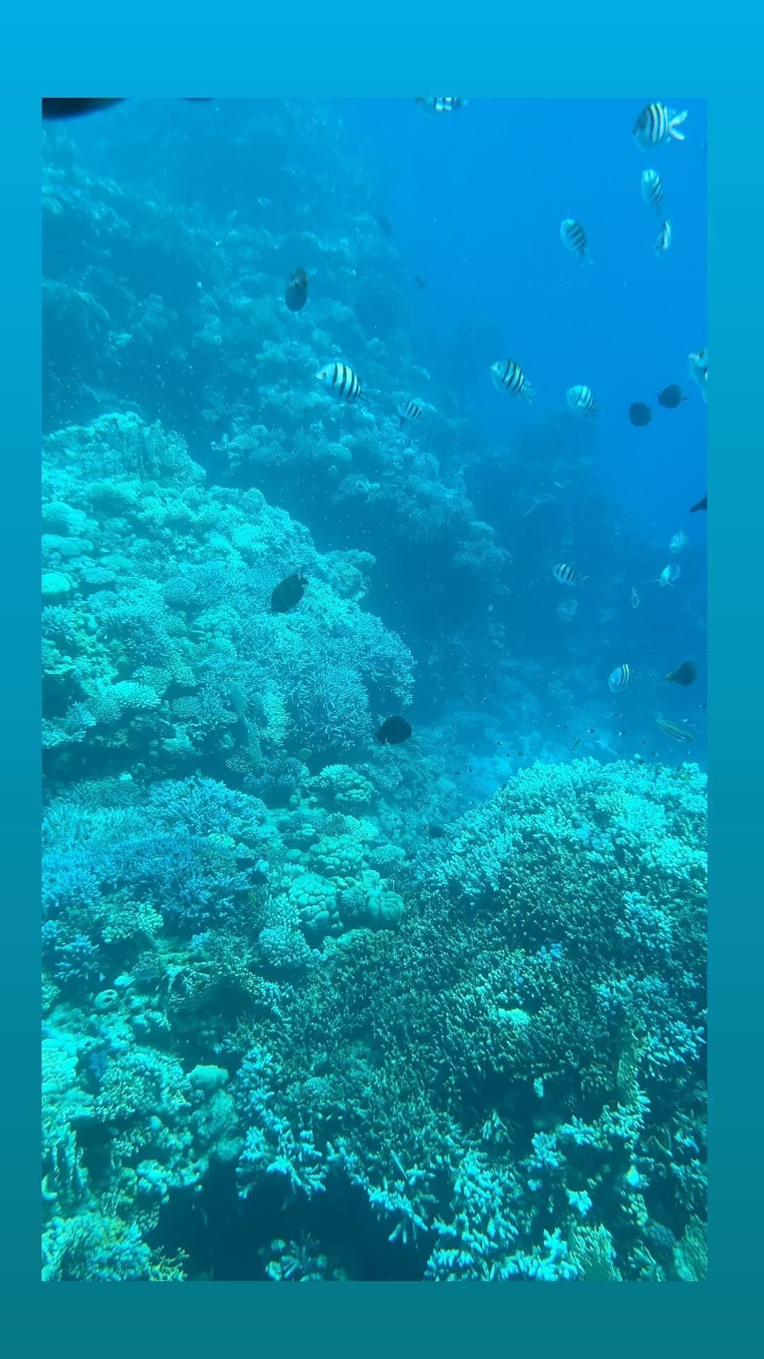 anaischarm_ru в LOOKY. . Красное море 🌊❤️