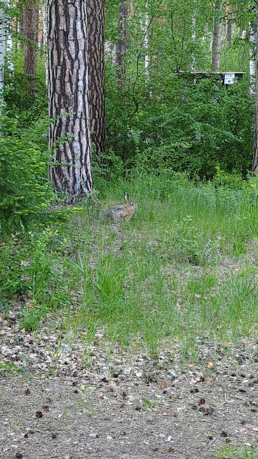 oberegan в LOOKY. . 🐇