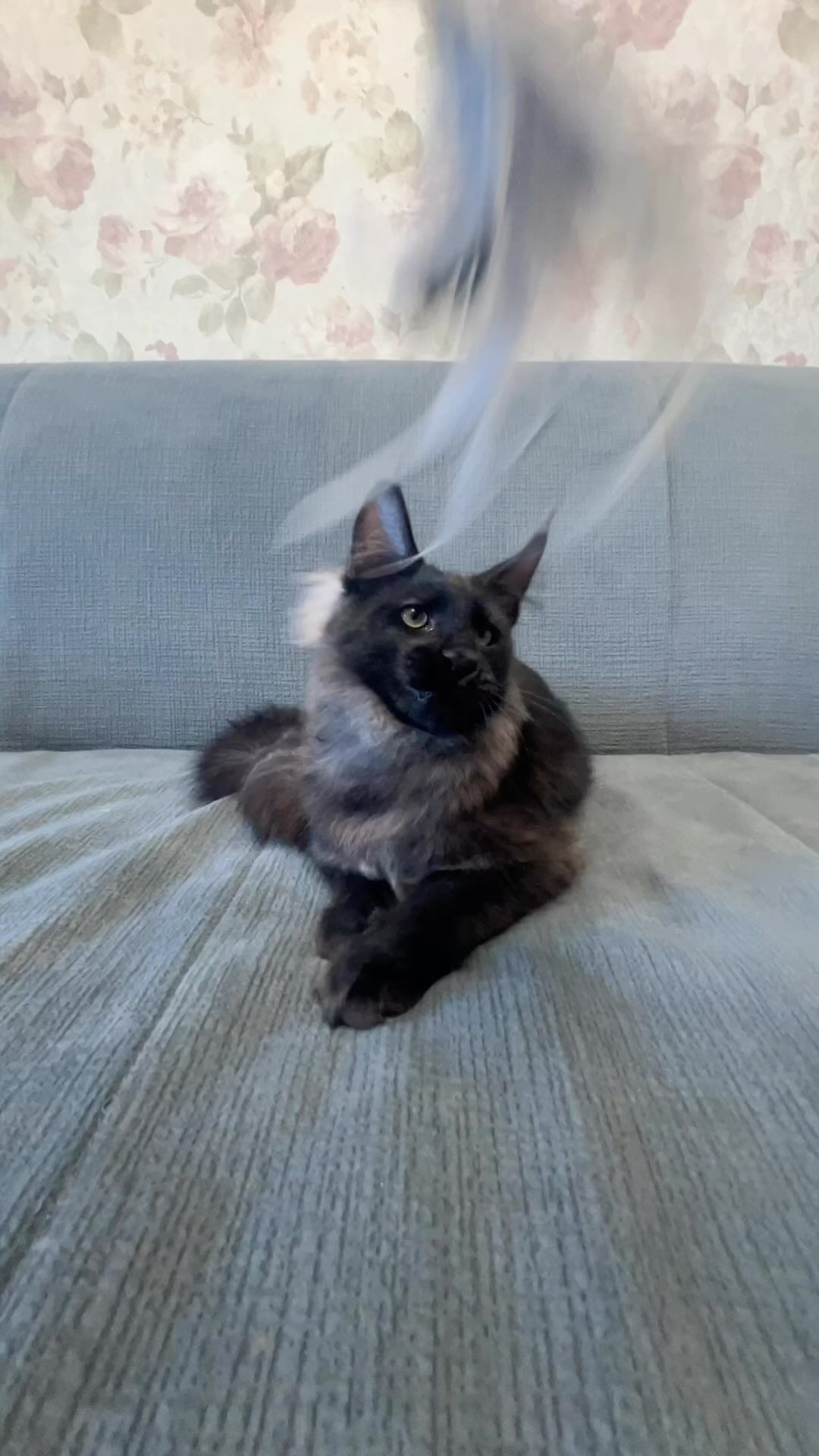 maine_coon_fengshui в LOOKY. . null