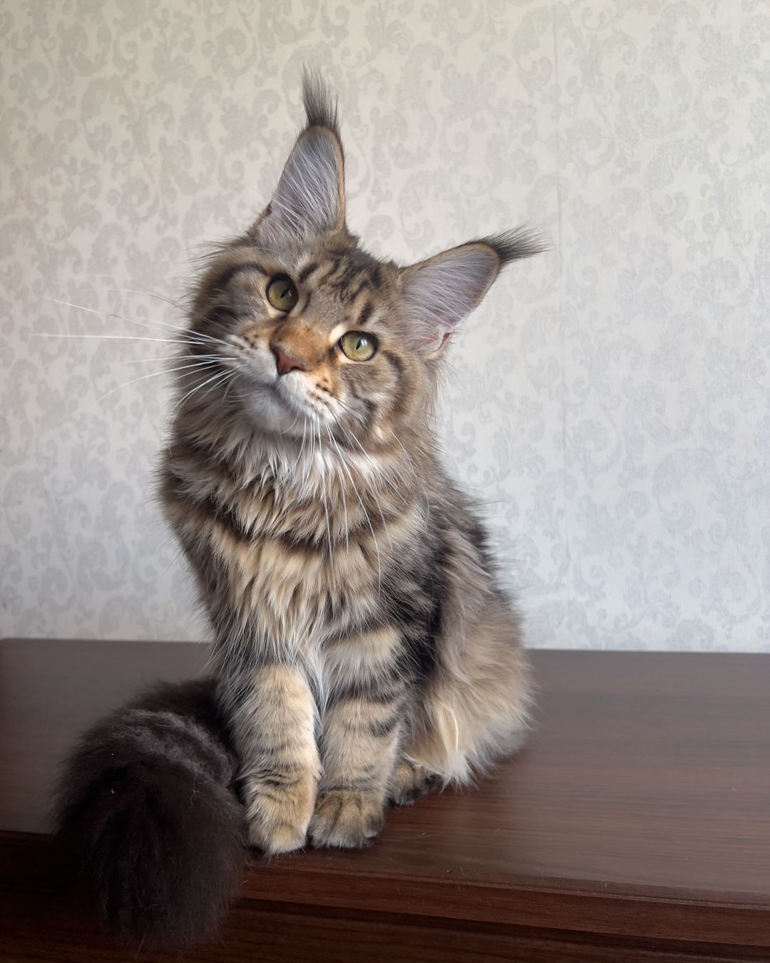 maine_coon_fengshui в LOOKY — Моя 🥰🥰🥰