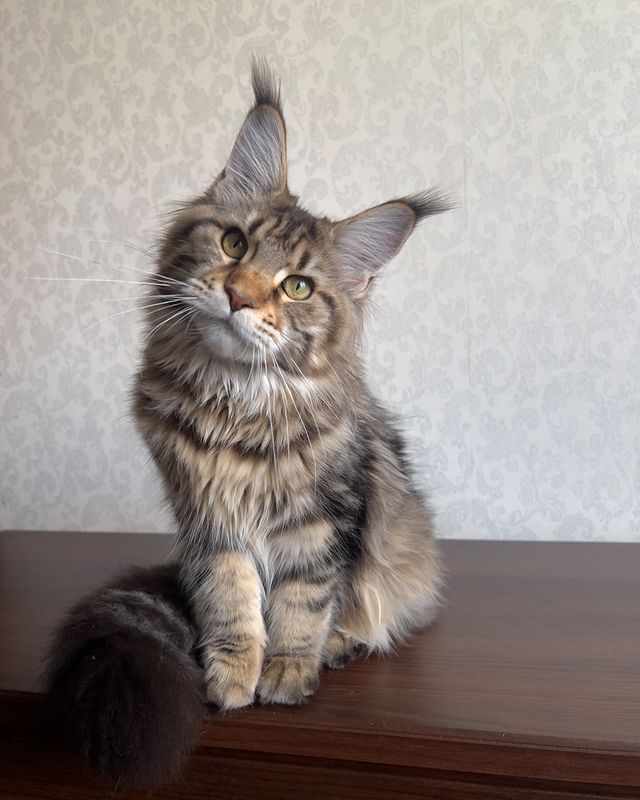 maine_coon_fengshui в LOOKY. . Моя 🥰🥰🥰