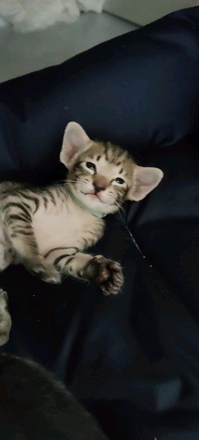 ori_jade_city в LOOKY. . Улыбака😻