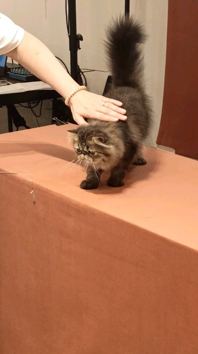 happyfriendcattery в LOOKY. . г. Москва, питомник ...