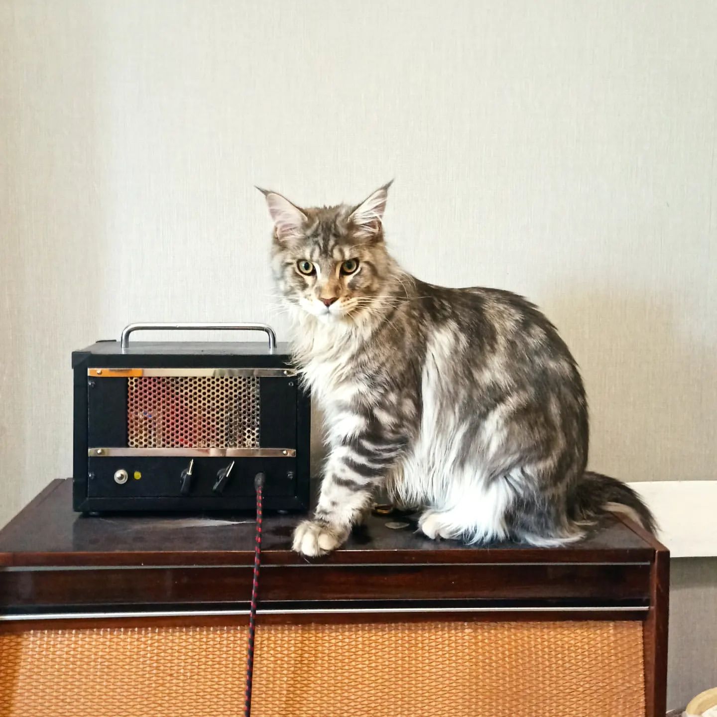 abyrvalg_38 в LOOKY. #cat,#maincoon,#buffy,#кот,#мейнкун,#майкун,#мэйнкун,#котик,#котэ. Баффи у аппарата..
#...