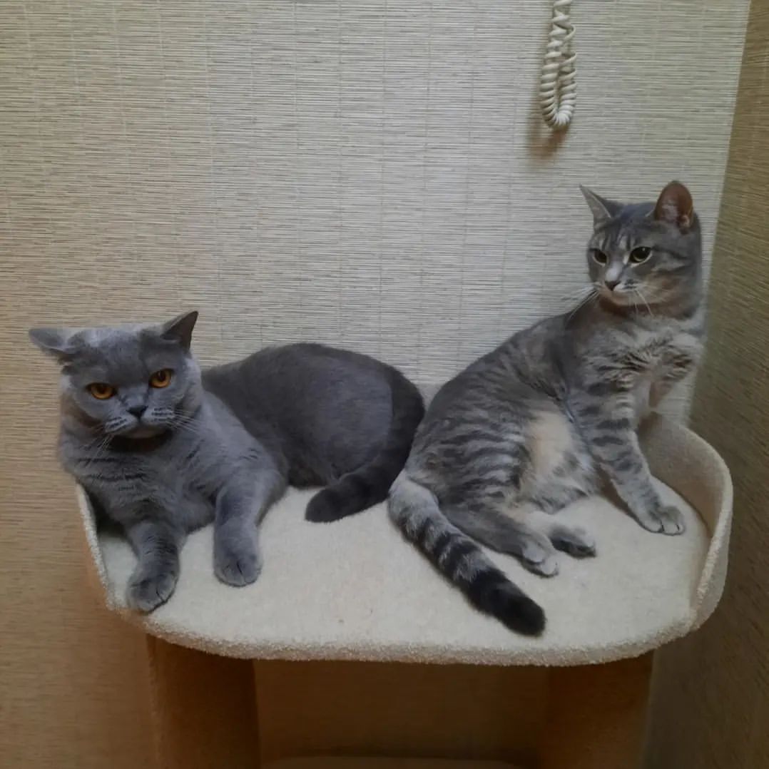 Привет, друзья! 😻❤️😻
Делюсь с вами очень редким кадром, возможно даже единственным, где мы с Симой рядышком! 😺😺😺
Сима, конечно, добрая кошечка, но немного наглая! Это моё место и я её сюда не приглашала! 😾😾😾

А вообще, мы всегда сидим по разным местам. Если наши пути пересекаются, то без лап не обходится. 😸😸😸

Всем хорошего настроения! ❤️❤️❤️

.
.
.
.
.
#муся #сима #кошечки #котикиобормотики #котомодель #инстакошка #безкотаижизньнета #котыикошки #котоблогер #котыправятмиром #instacats #catphoto #cat_of_instagram #catlady #cats #kittycat #жизнькота #вмирекошек
