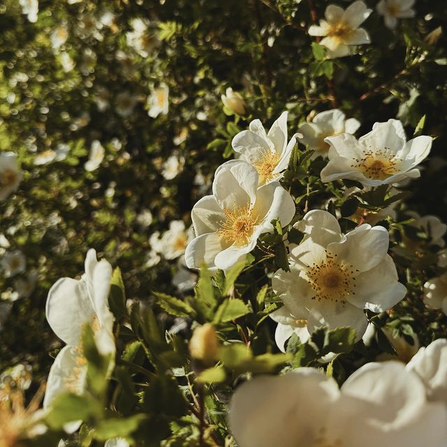 mrs_hkat в LOOKY. . 🌸☁️🤍