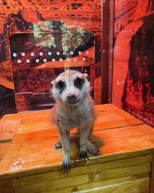 marusia_198707 в LOOKY. #Екатеринбург,#зоопаркекатеринбург. Зоопарк 🐆🐘🐊 (част...
