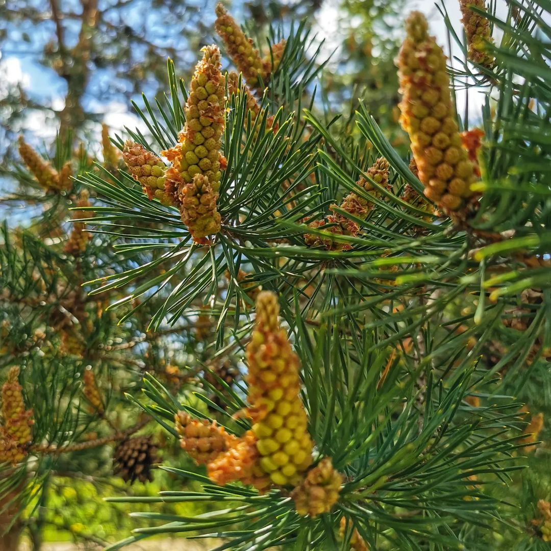 Здравы  будьте  друзья🤗 Доступна для  заказа сосновая  пыльца, урожай  этого сезона🤗 Что из себя  представляет пыльца? Он является  одним  из лучших природных,  иммуномодуляторов,  антиоксидантом,  и поливитаминным комплексом в одном флаконе🤗 Кому  интересно, более полную информацию можно посмотреть в поиске😁
Пыльца  ничем не розбавленная,  в отличии от той  что продают на плеймаркетах🤦
Для  заказа  пишите  в  личку в. телеграм по нику @chugaystr  или в ватсап +79265три97985
Цена 500 руб за 25гр. + доставка🤗