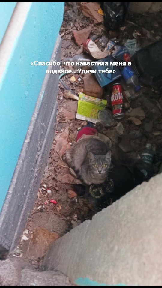 cat_musia_star_and_sima в LOOKY. #сима,#котыикошки,#котыправятмиром,#красиваякошка,#добрыелюди,#животные. Самый добрый и самый...