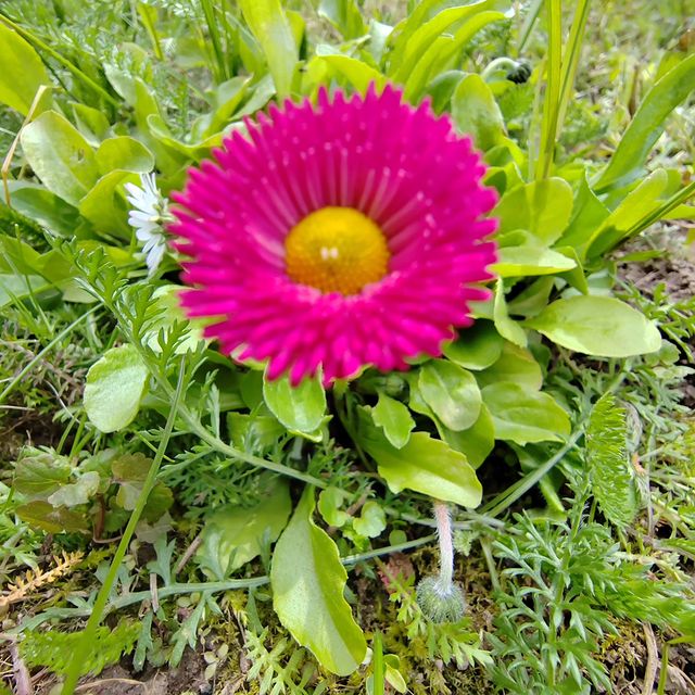 natussik в LOOKY. #маргаритка. #маргаритка