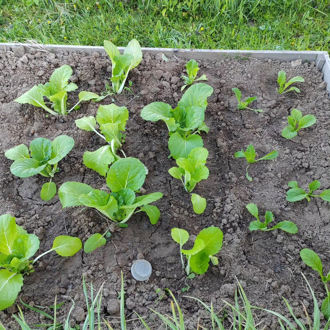 family_zo0_garden в LOOKY — В этом году решила посадить китайскую капусту 🥬🥬🥬, жду ре