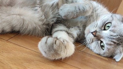 yanchik_patakova_ в LOOKY. #вислоушкаМася,#безкотаижизньнета🐱,#patakovastory. Всегда свободное вре...