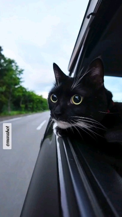 muxakot в LOOKY. . null