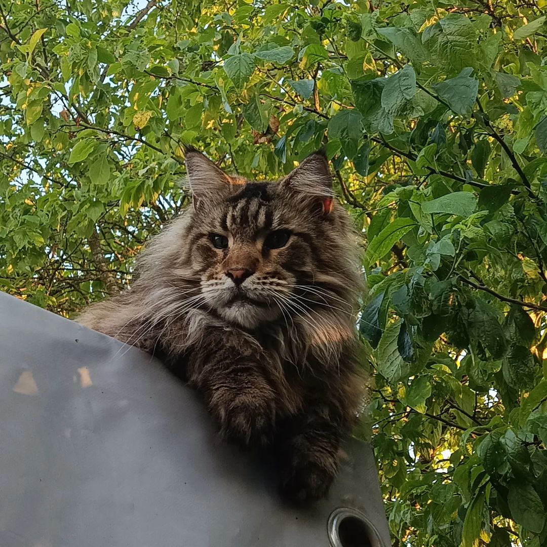 Привет ребята❤ Главкот, давно в ленте не был🥰🥰🥰
#люблюнемогу #maine_coon_banda #mainecoon_banda #мейнкунылучшие #ласковыегиганты #мейнкунырулят #мейнкуномания #большиекошки #куновмногонебывает #лучшекунатолькодва