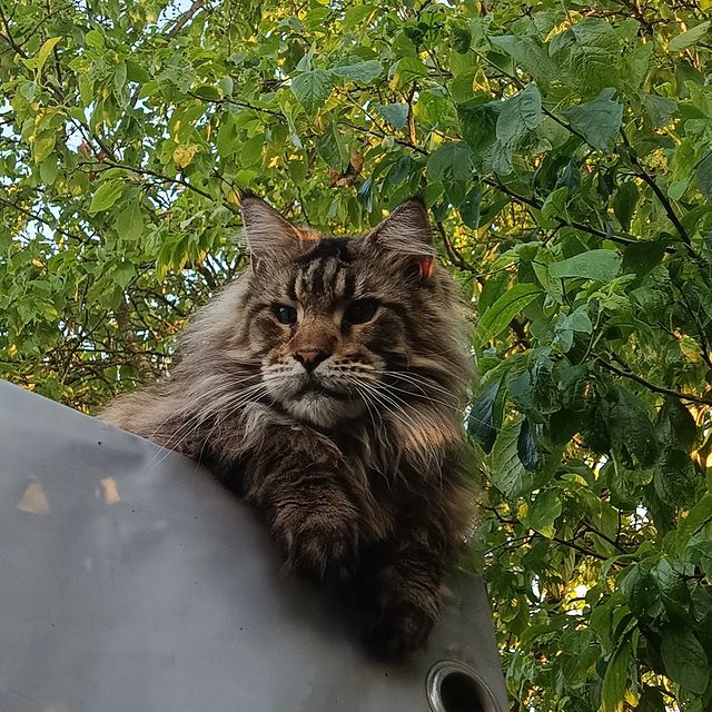 dark_han_fabby_vicky в LOOKY. #люблюнемогу,#maine_coon_banda,#mainecoon_banda,#мейнкунылучшие,#ласковыегиганты,#мейнкунырулят,#мейнкуномания,#большиекошки,#куновмногонебывает,#лучшекунатолькодва. Привет ребята❤ Главк...