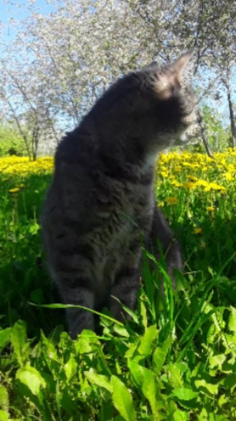 kareglazka.katt в LOOKY. #первыйденьлета,#малышплатон🐈. Мелкие радости куда ...