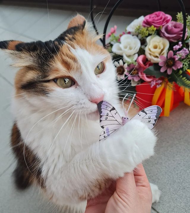 zlata_help в LOOKY. #лето#первыйденьлета#кошачьяжизнь,#инстакошка,#petsofinstagram. -Что там у тебя? Баб...