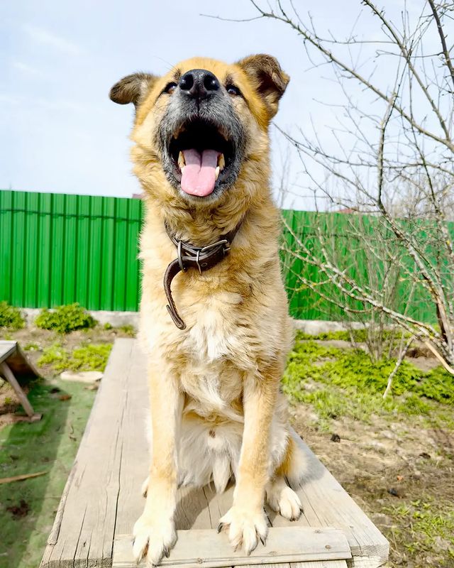 lilithdar в LOOKY. #пес_Рено. 🐾 Нужно ли обучать ...