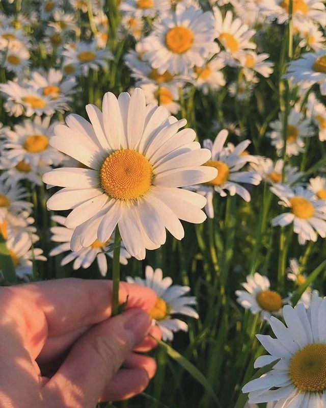 gali_epova в LOOKY. #flowers,#mydream,#mylife,#followforfollowback,#likexlike. Давайте погадаем на ...