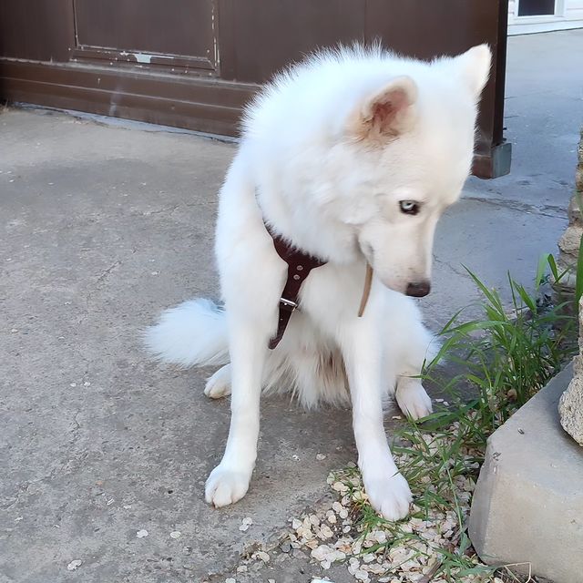 mary_and_prizrak в LOOKY. . История появления у ...