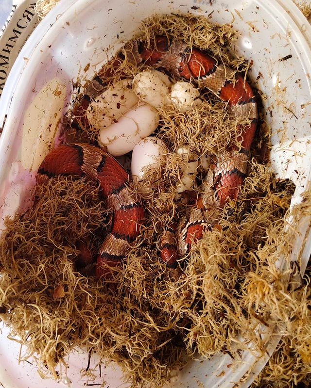 exzoopark_by в LOOKY. #машамузасоколовская,#exzoopark_by,#окити,#полоз,#маисовыйполоз,#reptile. Сезон по маисам откр...