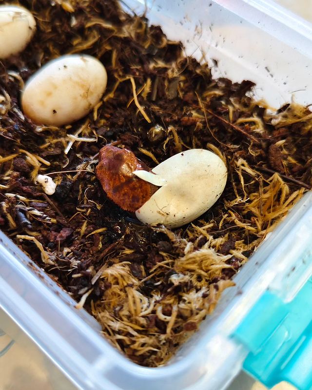 exzoopark_by в LOOKY. #машамузасоколовская,#бананоед,#exzoopark_by,#rhacodactylusciliatus,#reptile,#реснитчатыйбананоед. Выход: 31.05.2024

#...