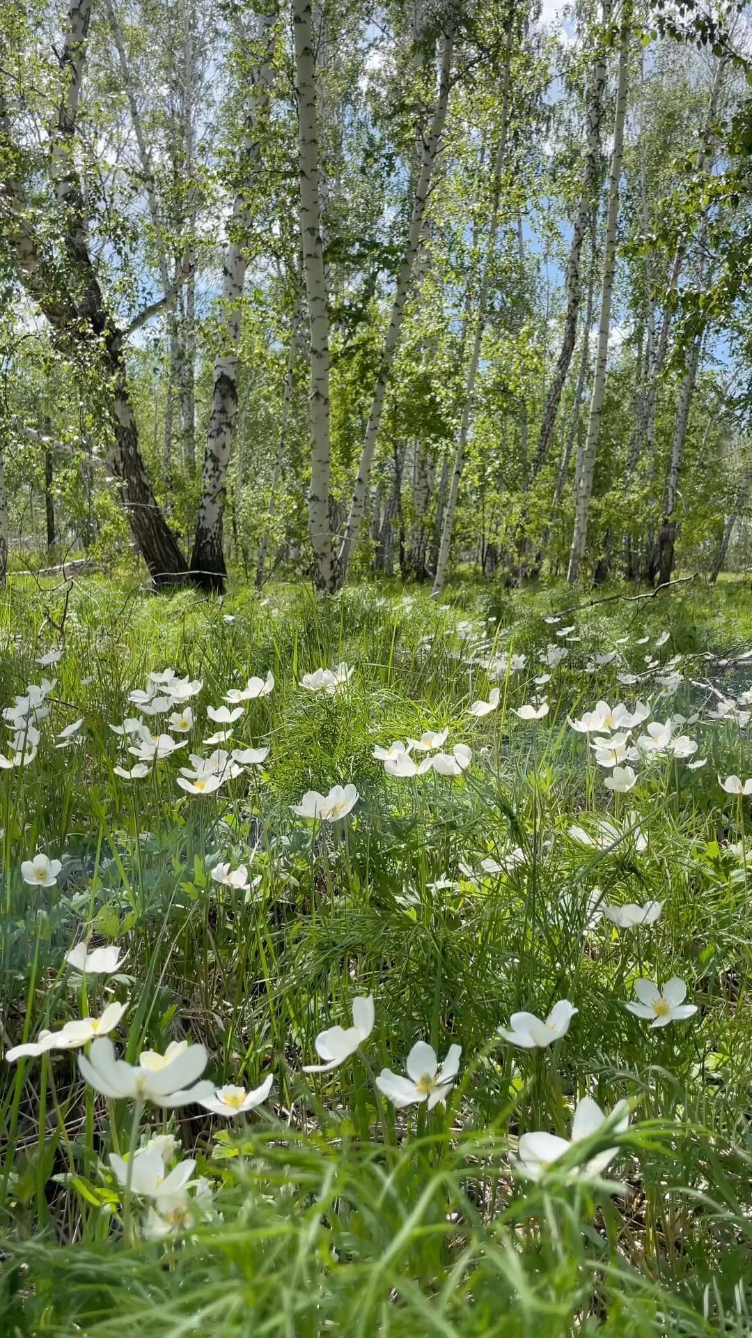 oksanaa55 в LOOKY. #природа,#влесу,#красота,#мир,#сибирь,#россия,#мнекрасиво,#russia,#beautiful,#forest,#siberia. Лето. В лесу 🥰

#пр...