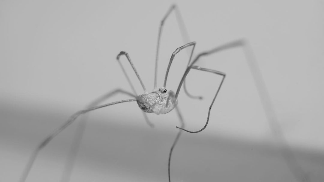 #паук #пауки #макро #макрофото #чб #spider