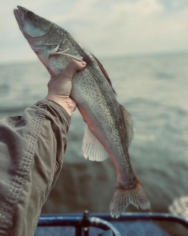 madam_rybkina39 в LOOKY. #fishing#fishingrussia#рыбалкавкалининграде#рыбалкалето2024#лето2024#калининград#нарыбалке. Какой красавчик , вы...