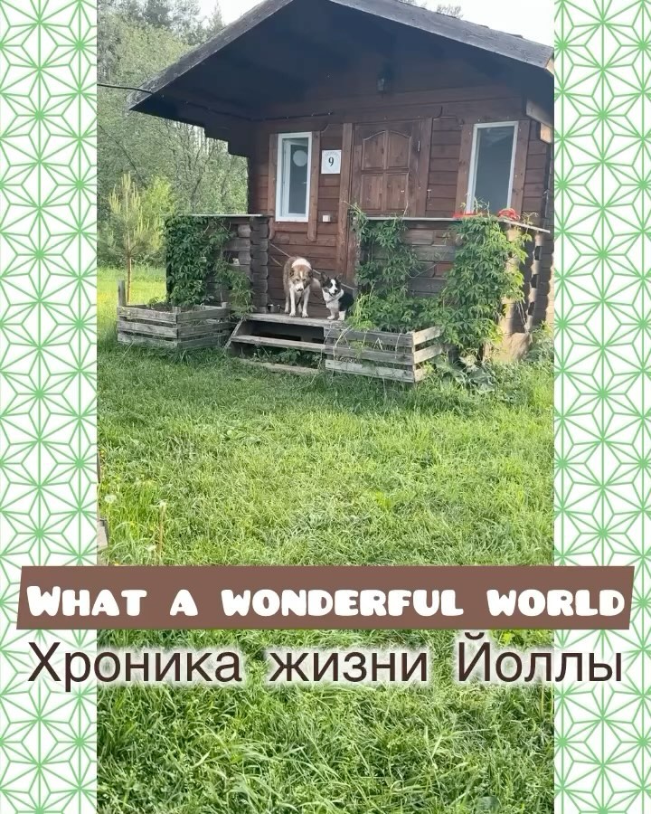 likeoptik в LOOKY. . Наш Йолка тоже поеха...