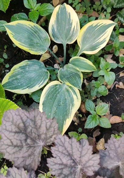 fialka.su в LOOKY. #hosta,#хоста,#хосты,#хостывсаду. Хоста First Frost #h...