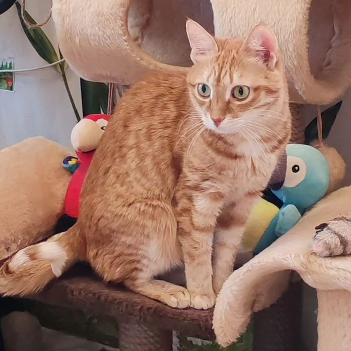 hotel_kotfelix в LOOKY — фото 7