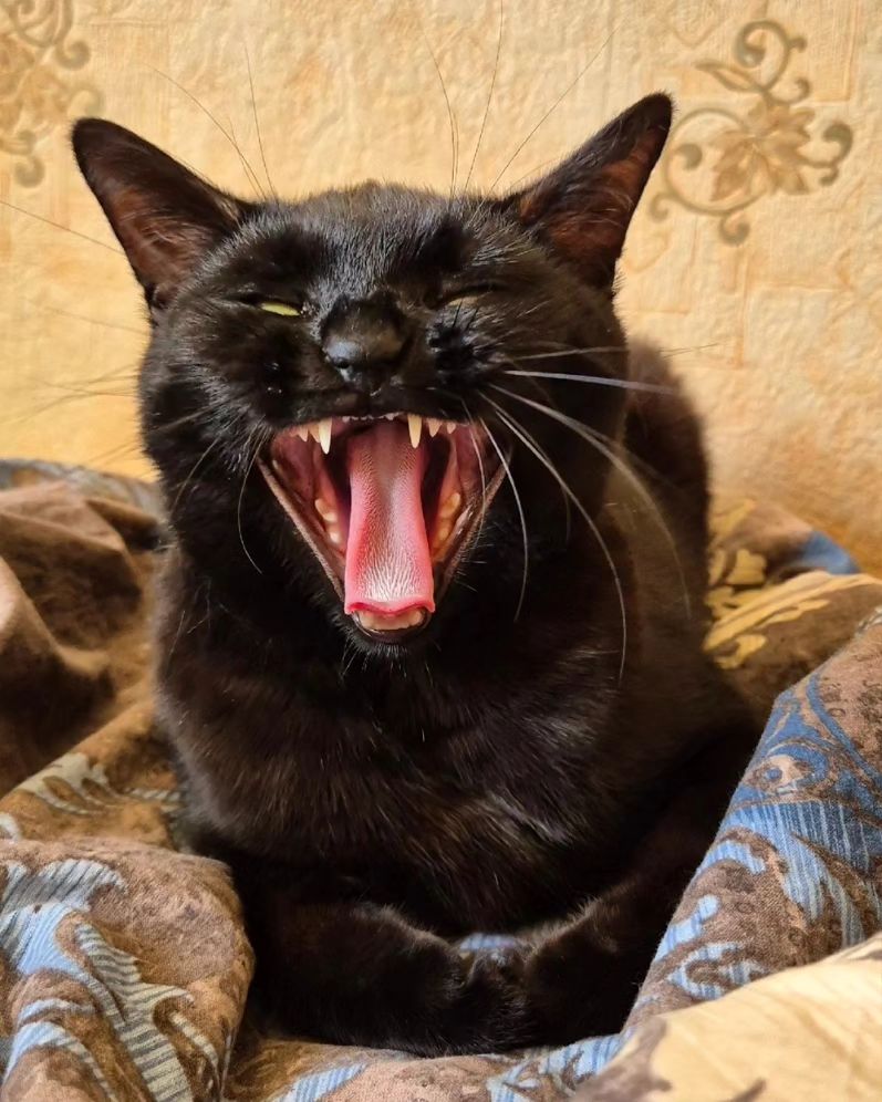 vasya_owl в LOOKY. #blackcat. #blackcat