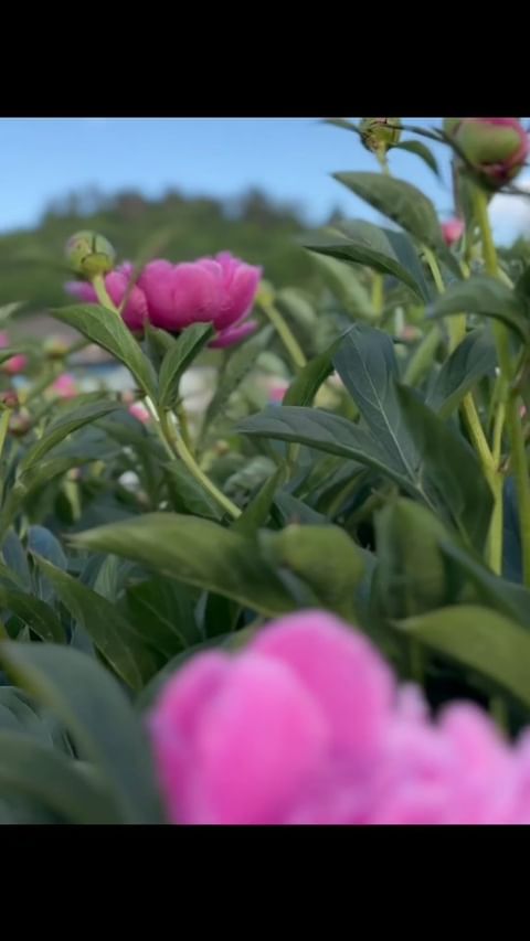 yuliya_badigina в LOOKY. #любимыйсад🏡,#пионы,#лето2024,#цветы,#garden,#myflowers. Нет ничего прекрасне...