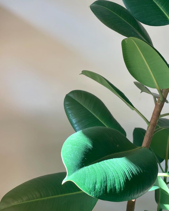 k_tsondu в LOOKY. . plant