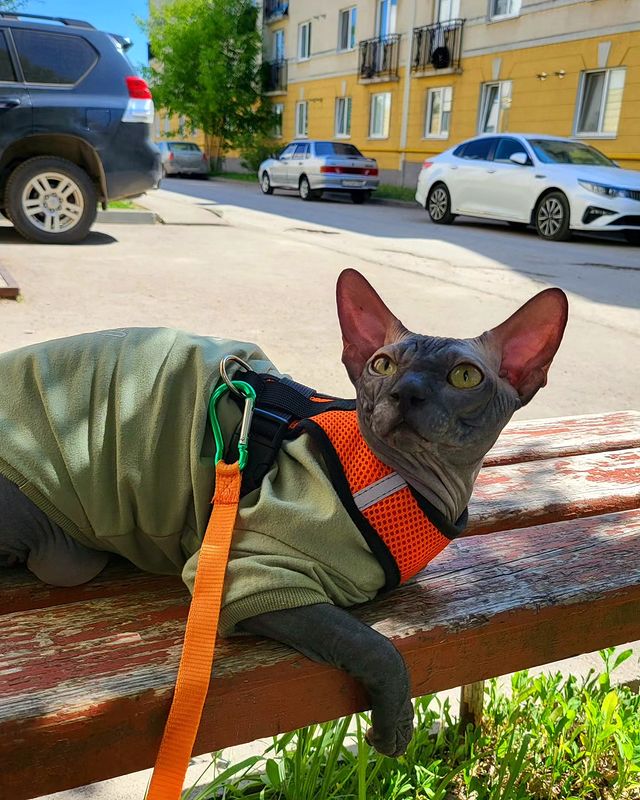 a.s.trushkin_official в LOOKY. . Вынуливаю своего лыс...