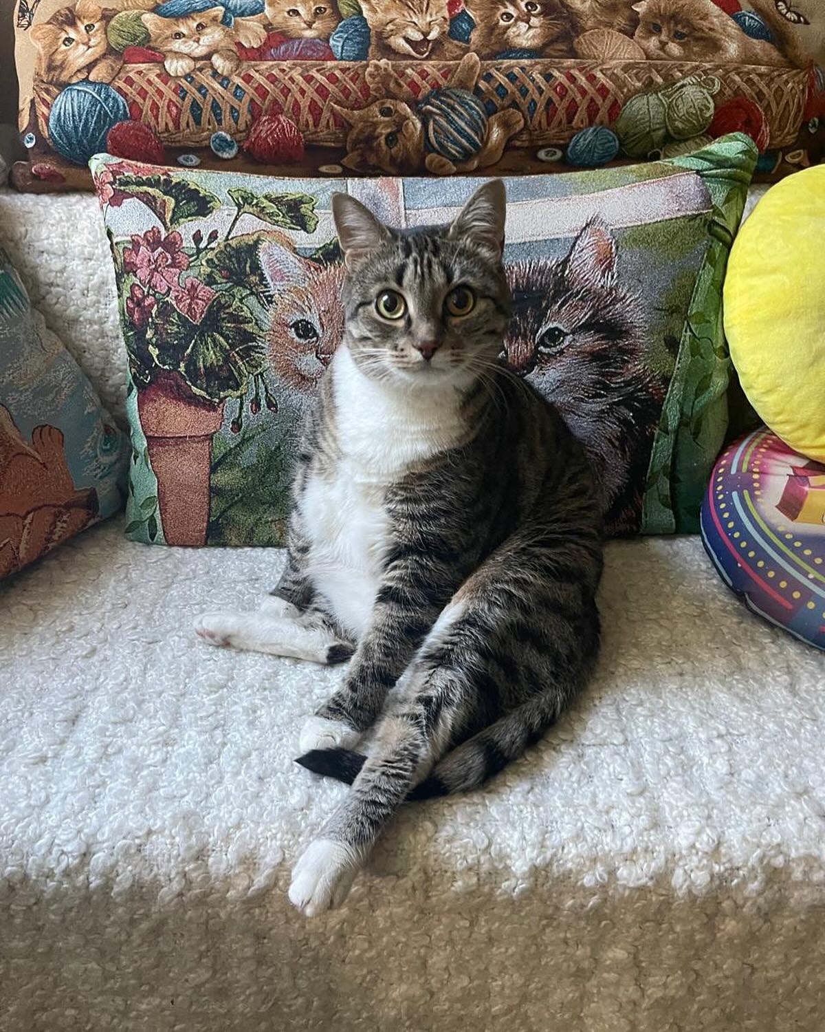 Игорь Азовский в LOOKY. #котофото,#мила. #котофото #мила